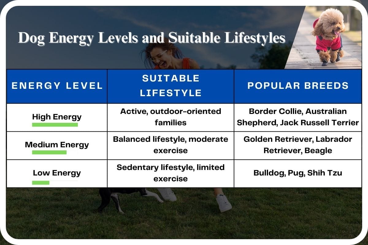 Energetic dog playing outdoors - pawsomepettips