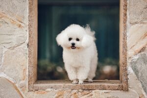 Bichon Frise, a small, hypoallergenic dog breed with a fluffy white coat, ideal for allergy sufferers and families.