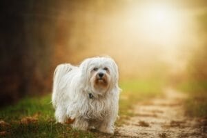 Havanese, a small toy dog breed with long hair, known for its affectionate and playful nature, ideal for families with kids.