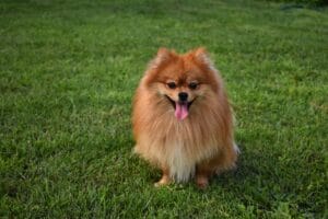 Pomeranian, a small, fluffy dog breed with a lively personality and regular grooming needs, ideal for dedicated pet owners.
