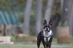 Boston Terrier, a small, sociable dog breed with a low-maintenance coat, perfect for active families.