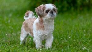Shih Tzu, a small, affectionate dog breed with a long coat, ideal for families and apartment living.