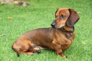 Dachshund, a small German scent hound with short legs and an elongated body, ideal for families and small living spaces.