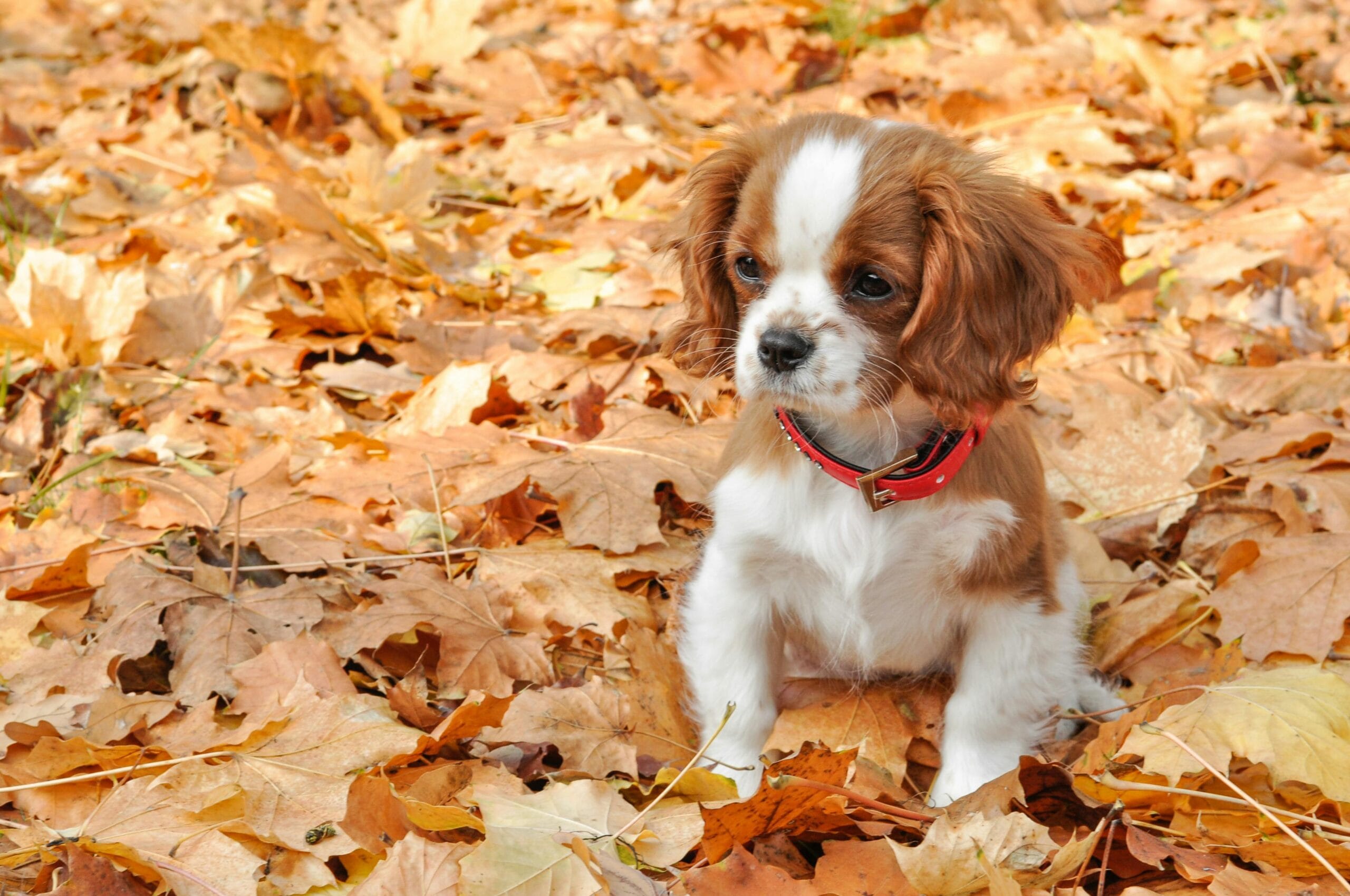 Cavalier King Charles Spaniel care guide for affectionate family dogs, tips by Pawsome Pet Tips.