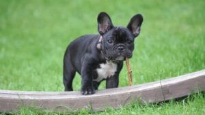 French Bulldog, a small, affectionate dog breed with a playful nature, ideal for families and apartment living.