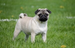 Pug, a small, affectionate, and loyal dog breed with low grooming needs, ideal for families and adaptable to various living environments.