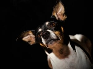 Rat Terrier, a playful and intelligent dog breed, weighing around 25 pounds, ideal for families and requiring regular grooming.