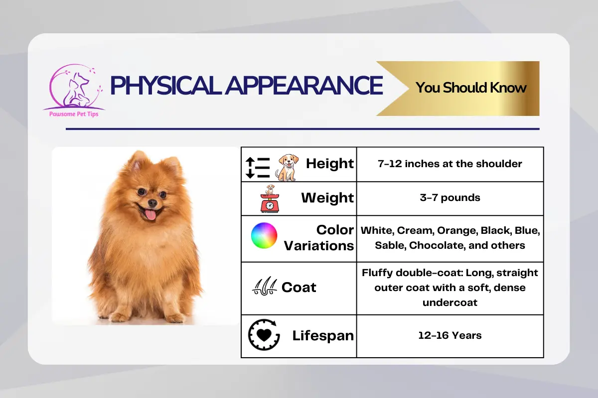 Physical Appearance of Pomeranians Dog
