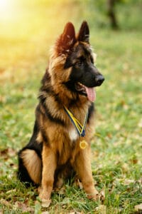German Shepherd breed overview infographic with details on size, lifespan, and temperament.
