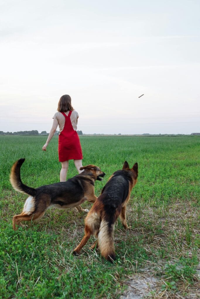 Step-by-step guide on training a German Shepherd with basic commands like sit, stay, and come
